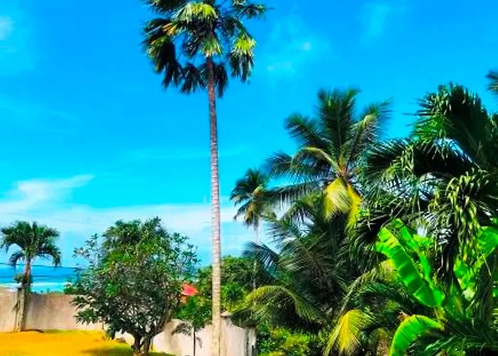 The Reef Palm *